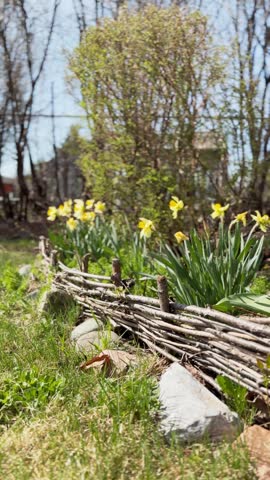 Yellow daffodils bloom behind a rustic wattle fence of woven branches, bordered by natural stones in a charming spring garden.