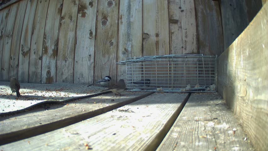 Dramatic wildlife capture: a dark-eyed junco is caught in a safe, non-lethal cage trap triggered by a small chickadee. Professional footage for nature documentaries and educational use.