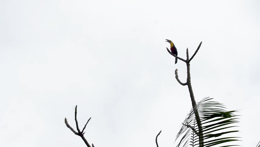 A toucan, making a sound, perched atop a dry tree against a white, cloudy sky.