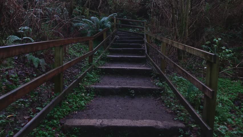 Moody Forest Park path features stone stairs winding upwards through dark dense woodland foliage under an overcast sky
