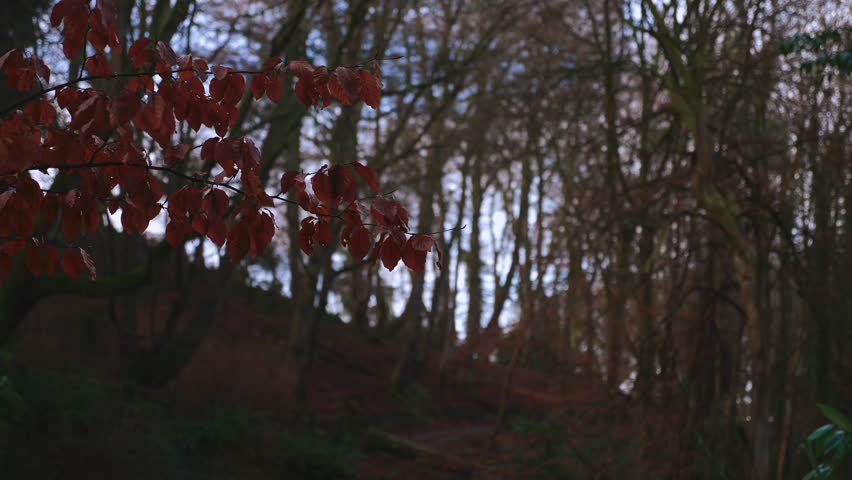 Moody Forest Park landscape capturing a close up of vibrant red foliage hanging from a branch overlooking a misty trail winding through a dense thicket of tall dormant trees in late autumn