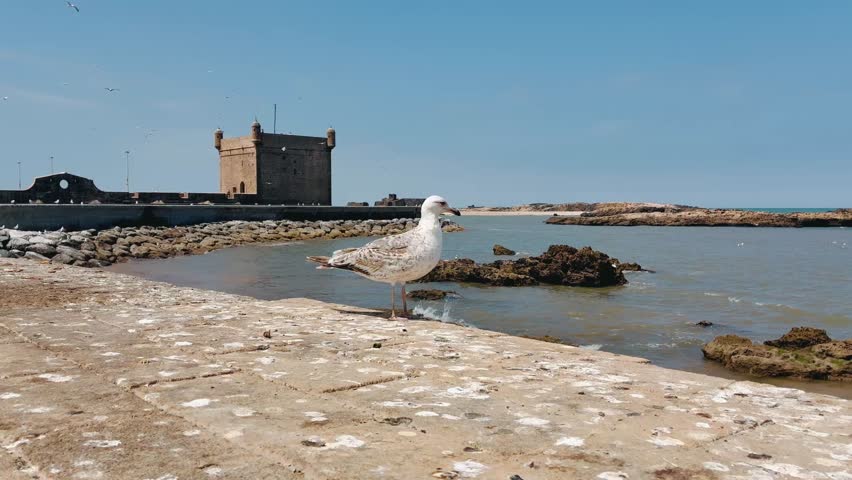 Close up of Seagull in the port of Essaouira Morocco