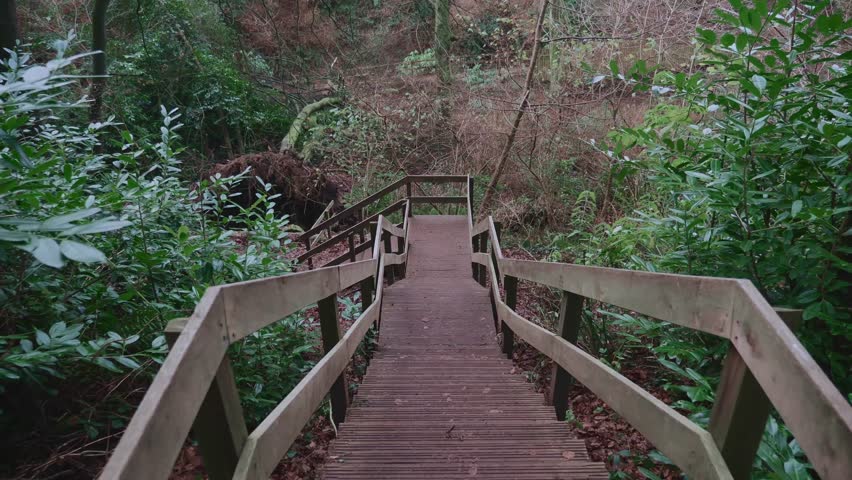Moody Forest Park trail showcasing rustic wooden stairs descending through lush wild shrubbery and dense overgrown trees in a quiet serene natural woodland setting