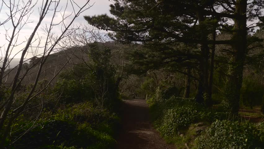 Mountains by the ocean path leads hikers through a peaceful forest trail surrounded by lush coastal vegetation and trees overlooking a serene landscape during a calm afternoon