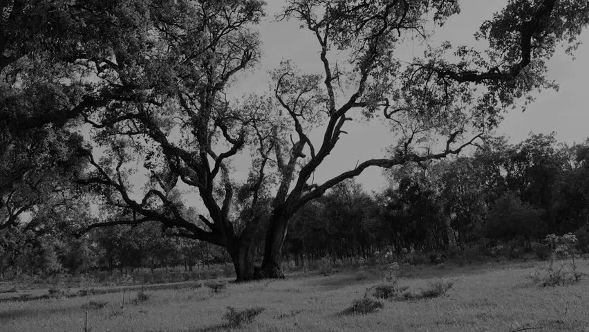 Forest black and white scenic visual
