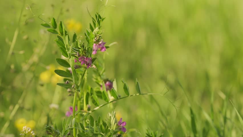 Purple vetch flowers Vicia sativa bloom green field soft focus background, vibrant petals green leaves fresh meadow summer nature outdoor scenic rural sunlight bright scene