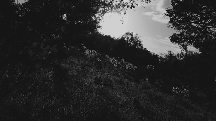 Wild life black and white scenery