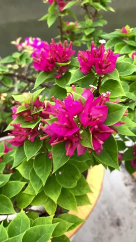 vertical position or portrait of Purple Bougainvillea, Bougainvillea is a genus of vines, shrubs, and thorny ornamental trees belonging to the family Nyctaginaceae.