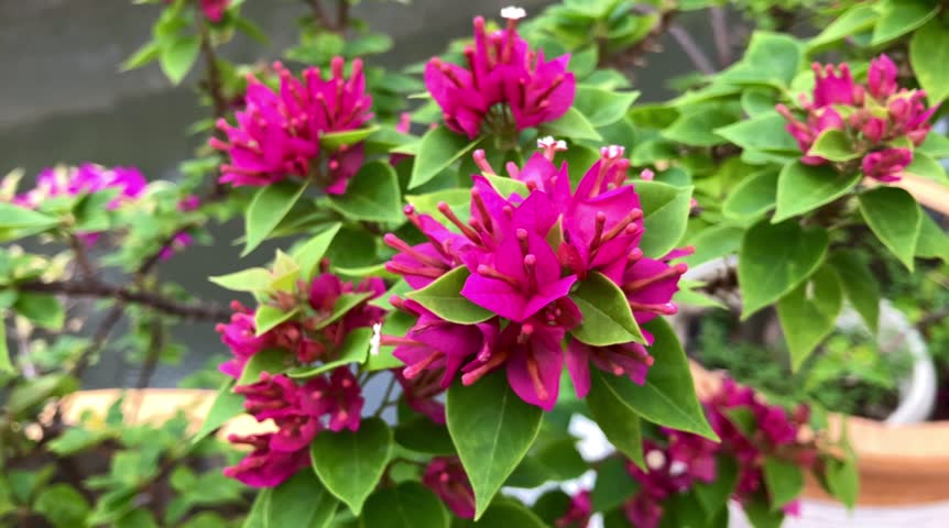Purple Bougainvillea, Bougainvillea is a genus of vines, shrubs, and thorny ornamental trees belonging to the family Nyctaginaceae.
