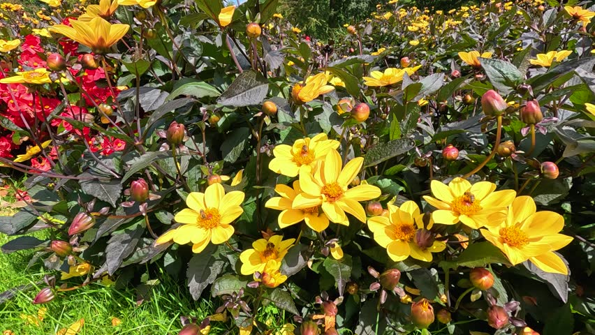 Yellow dahlia flowers, bees buzzing, garden plants, natural beauty.