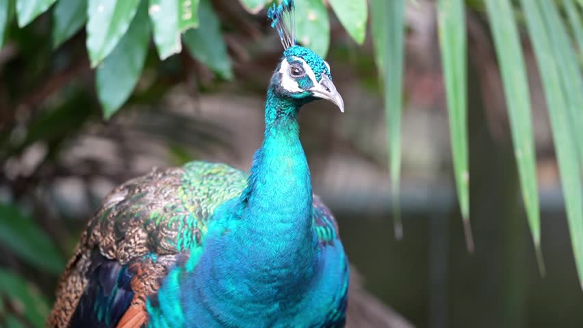close up of blue peacock looking around in the park, peafowl looking around and blinking eyes looks sleepy in the afternoon, adult blue peacock with vibrant blue neck feathers sunbathing