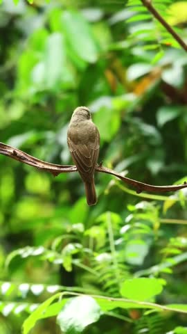 Small brown bird perching calmly on a thin branch surrounded by lush green tropical foliage.