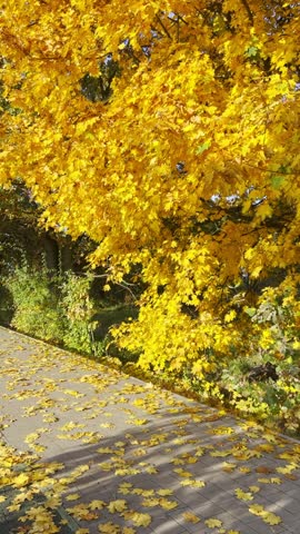 A path lined with trees displaying yellow leaves as autumn arrives. The ground is covered with fallen leaves. Nature shows its change near the park area.