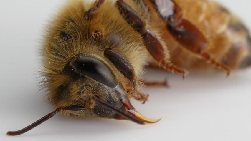Honeybee head and proboscis with antennae, slow movement close up.