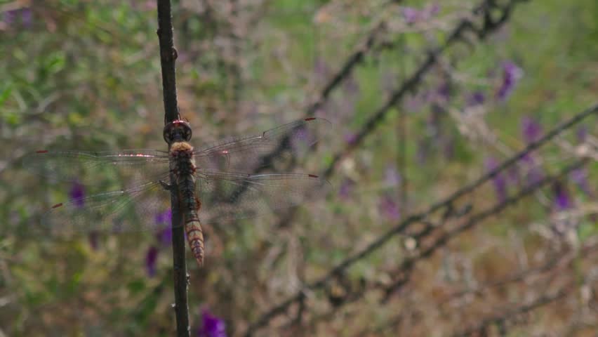 Dragonfly Perched On Vertical Stick In Field