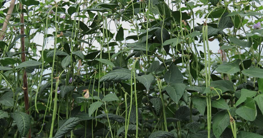 Cowpea plants in growth at vegetable field