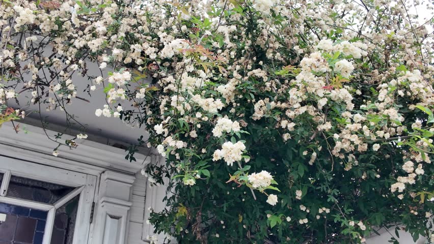 Top-down view of a flowering climbing plant around a house entrance, with vintage wooden door and soft natural light.