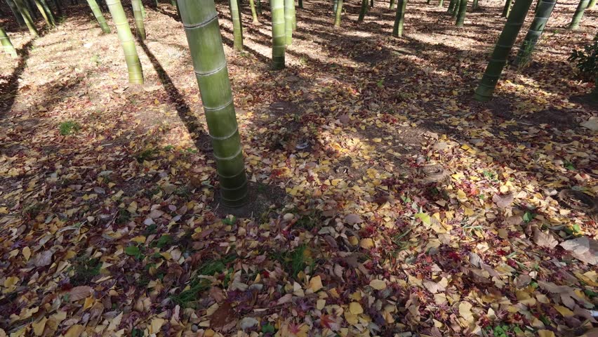 Sun through the trees of the bamboo forest
