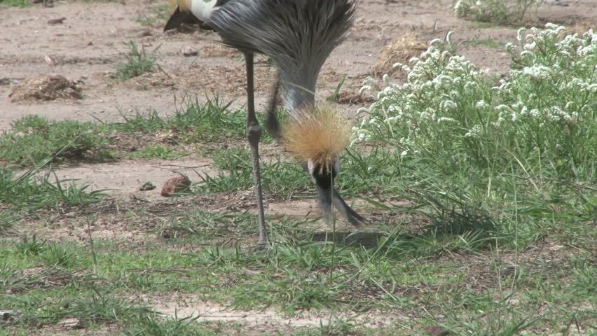 crown crane eating grass in amboseli