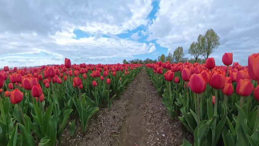 A smooth cinematic shot moving through rows of vibrant red tulips in full bloom. The camera captures rich floral textures, repeating patterns, and strong depth, showcasing a colorful Dutch tulip field