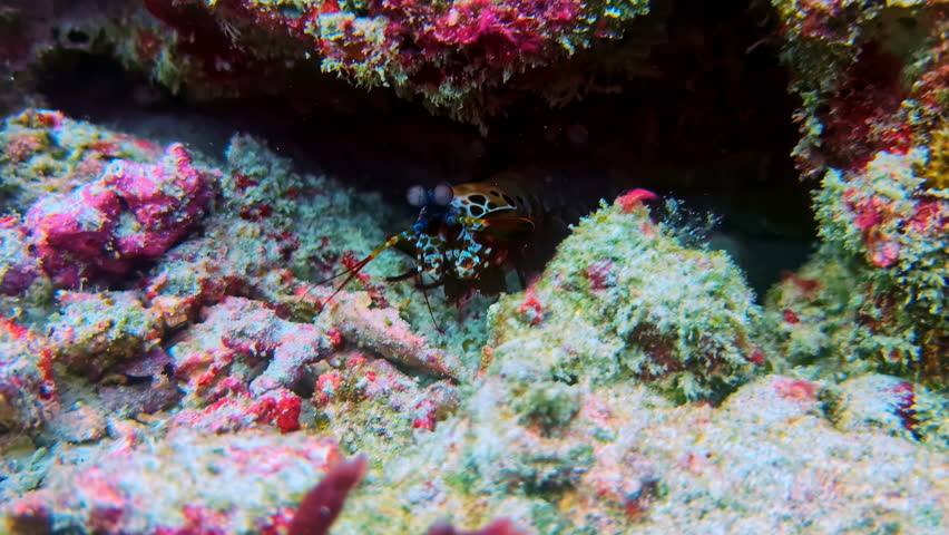 Peacock mantis shrimp hiding inside coral reef crevice underwater in Bali, showing marine crustacean behavior, natural shelter use and tropical ocean biodiversity in reef habitat.