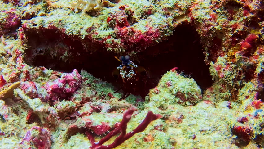 Peacock mantis shrimp facing camera in coral habitat underwater in Bali, showing alert posture, defensive stance and marine crustacean behavior in tropical ocean environment.
