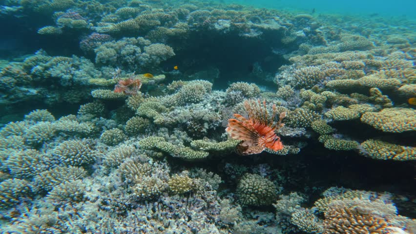 Two red lionfish hunting on coral reef 