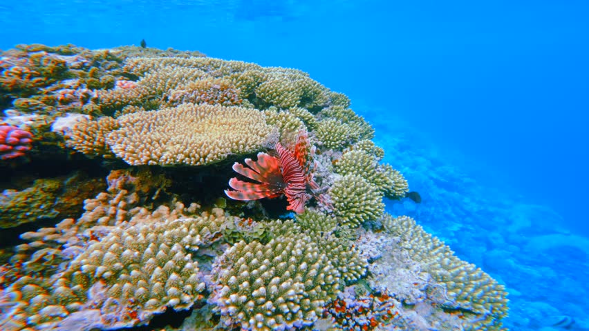 Bright red lionfish resting on coral reef Red Sea Egypt