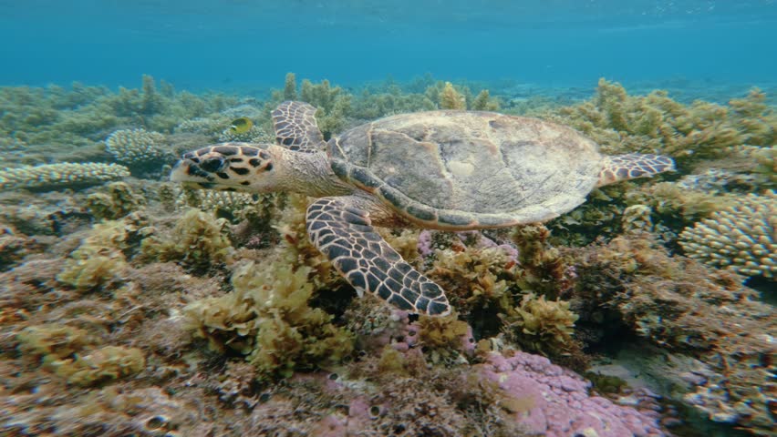 Side close up shot of Green Sea Turtle Swimming in Shallow Coral Reef Red Sea Egypt Ras Muhammad