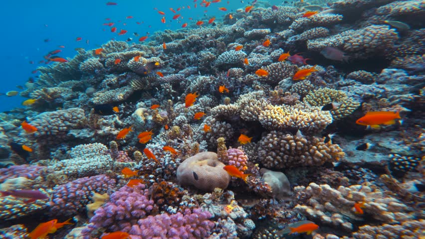 Fast close up motion above dense coral reef with many Red Fairy Anthias fish in Red Sea. Cinematic underwater landscape