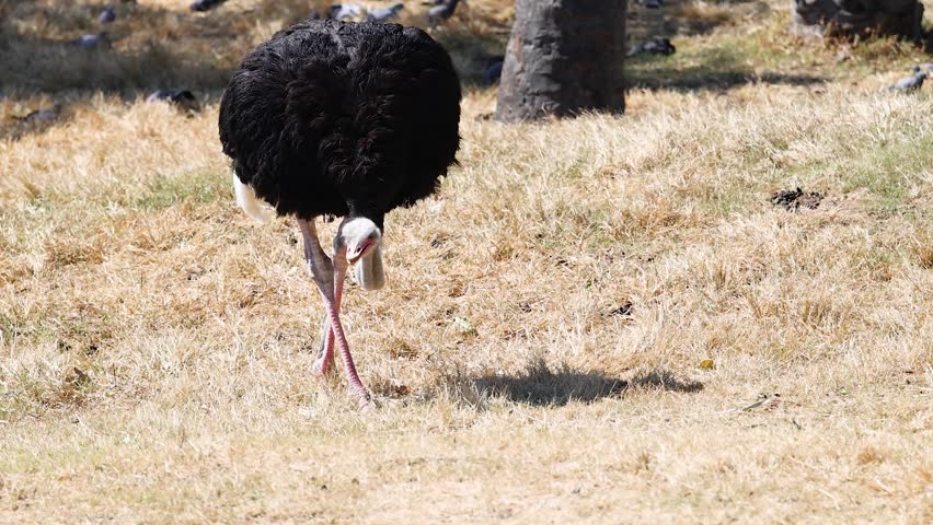 Large flightless bird, black feathers, pecking ground, motion clip.
