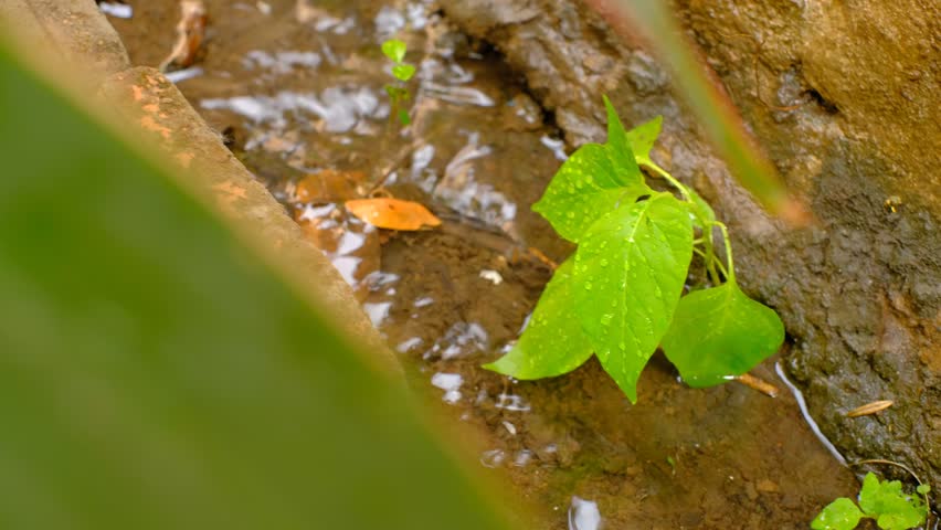 Tiny green leaves ripple in shallow, muddy water. Water flows gently over damp, earthy rocks. Single orange leaf drifts nearby. Fresh growth emerges from wet, textured soil