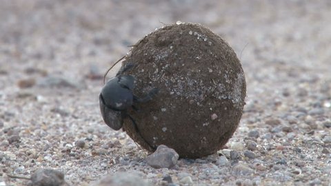 dung beetle transporting his dung to the nest
