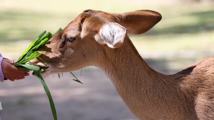 Deer eating grass from hand, animal feeding, outdoor park.
