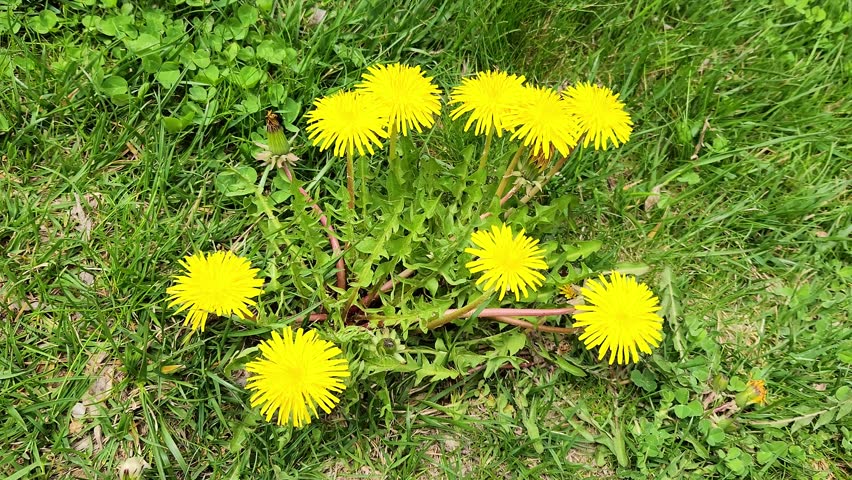 A common dandelion (Taraxacum officinale), a member of the Asteraceae family and one of the most iconic spring wildflowers, characterized by bright yellow composite flower heads, deeply toothed rosette leaves, and hollow stems that exude a milky latex when broken.