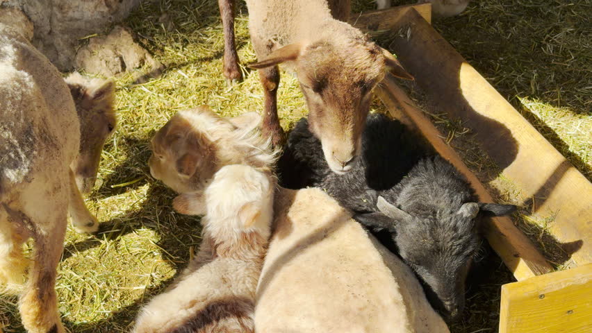 Several young lambs gather to eat hay inside a bright zoo enclosure. Their steady munching creates a gentle chewing sound against the background hum of the zoo.