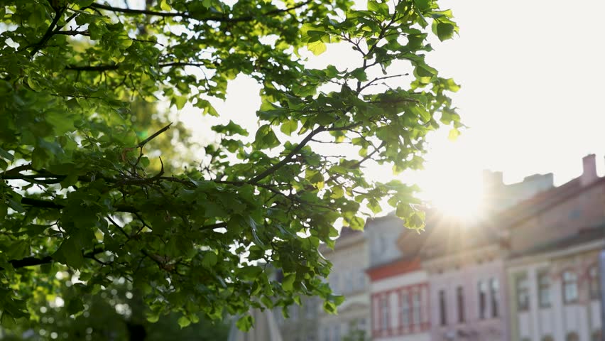 Sunlight shining through green tree leaves in old european city