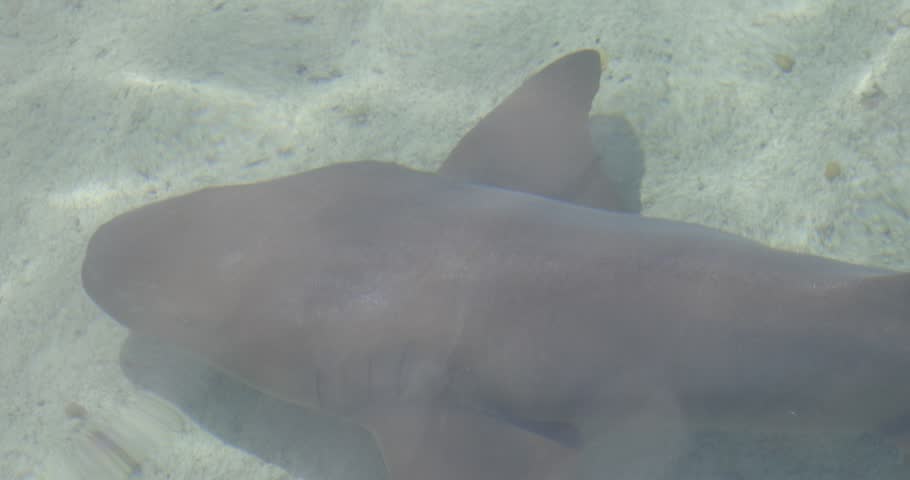 A nurse shark swims slowly over a sandy seabed in shallow, clear tropical water.