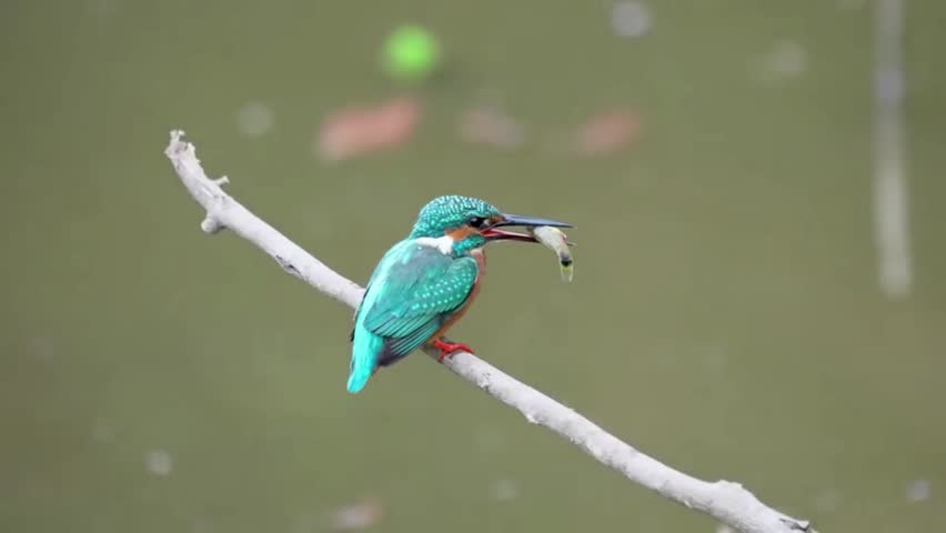 Wild Common Kingfisher bird perched on a bare branch holding a freshly caught small fish in its beak against a smooth natural water background