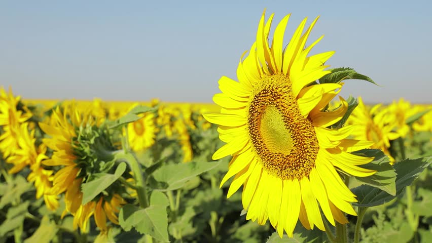 Bright sunflower field in full bloom under clear blue sky, close-up view of yellow sunflowers growing in agricultural landscape