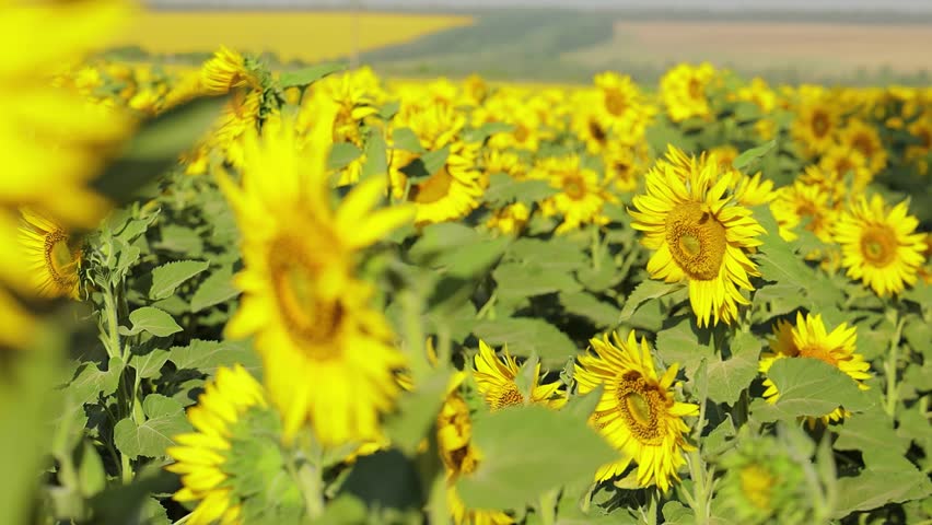 Bright sunflower field in full bloom under clear blue sky, close-up view of yellow sunflowers growing in agricultural landscape