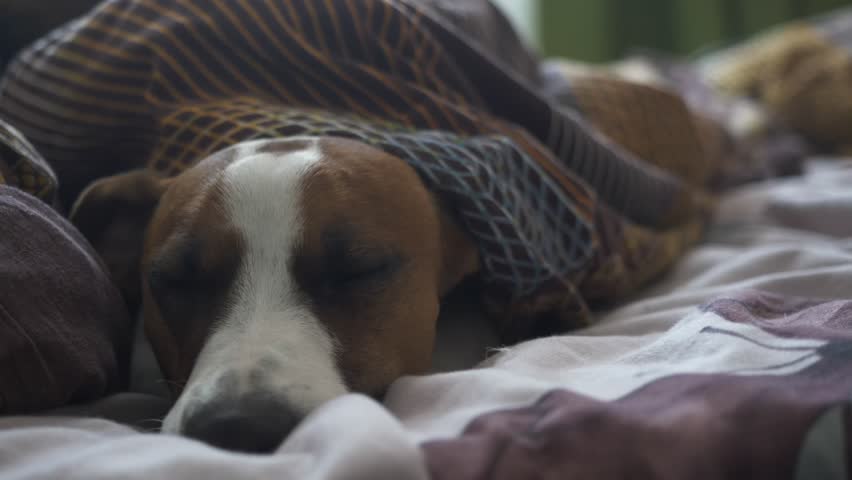 A small dog is lying on a bed surrounded by blankets. The dog has its eyes closed and appears to be in deep sleep. The room is warm and cozy, with soft light coming through the window.
