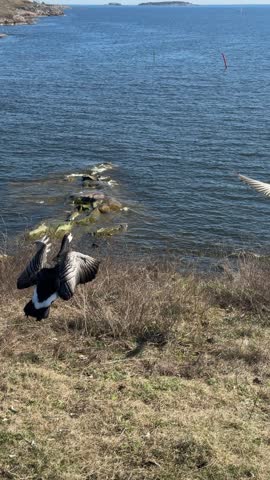 Two canada geese taking off from rocky cliff and flying above sea dramatic coastal wildlife scene wide wings over water cinematic nature atmosphere at sunset