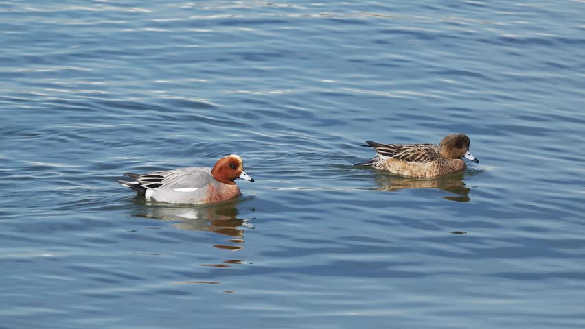 A Pair Of Eurasian Wigeons