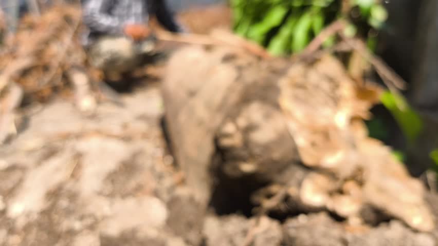 Blurred sawing dead wood on ground, Chiangmai Thailand.