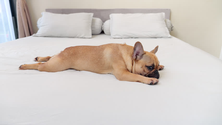 Amusing French Bulldog lies flat on her stomach on bed, front paws stretched forward and back legs fully extended behind in slightly funny pose. She radiates complete relaxation and contentment, lying still while glancing around with her adorable eyes.