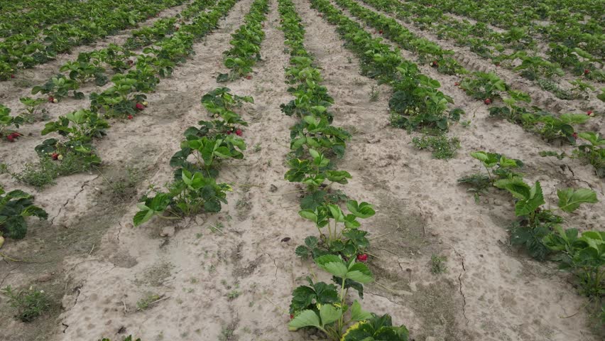 Aerial view of rows of crops in a farm field under bright sunlight.