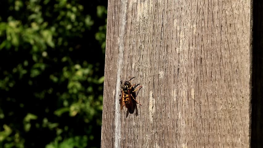 Detailed close-up of a small beetle on a wooden background.