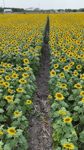 Vertical breathtaking view of a sunflower field under a cloudy sky.