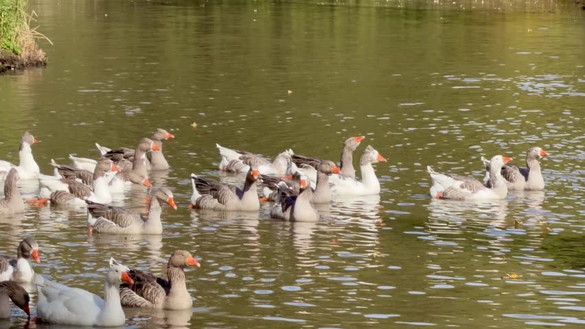 A serene flock of geese swimming in a pond, A serene flock of geese swimming in a pond.